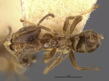 Media type: image;   Entomology 21356 Aspect: habitus dorsal view